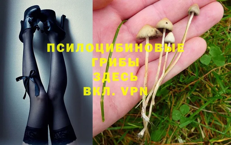 мега ТОР  Гудермес  Галлюциногенные грибы Psilocybe  наркошоп 